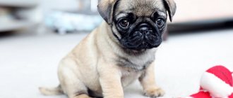 How long do pugs live?