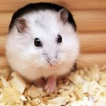 How long do Syrian hamsters live?