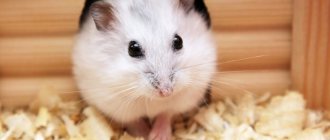 How long do Syrian hamsters live?