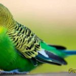 How long do budgies live at home and in the wild?