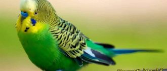 How long do budgies live at home and in the wild?