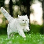 cat running speed