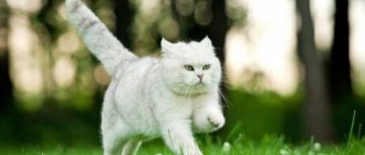 cat running speed