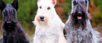 Scottish Terrier colors