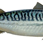 Mackerel Defa group - fish and seafood wholesale