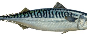 Mackerel Defa group - fish and seafood wholesale