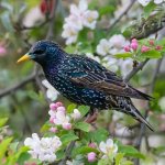 Common starling on a blooming apple tree