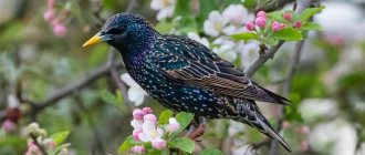 Common starling on a blooming apple tree