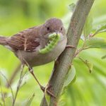 Warbler-bird-Description-features-species-lifestyle-and-habitat-of-warbler-18