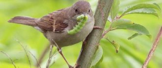 Warbler-bird-Description-features-species-lifestyle-and-habitat-of-warbler-18