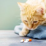 Smecta to a cat - how to give and dilute, dosage