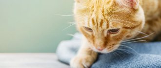 Smecta to a cat - how to give and dilute, dosage