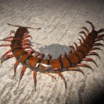 Deadly giant scolopendra (10 photos 4 videos)