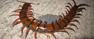 Deadly giant scolopendra (10 photos 4 videos)