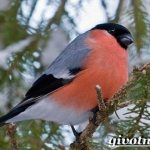 Bullfinch-bird-Description-features-lifestyle-and-habitat-of-the-finch-1