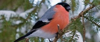 Bullfinch-bird-Description-features-lifestyle-and-habitat-of-the-finch-1