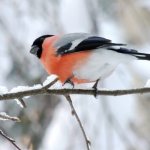 Bullfinch - winter bird