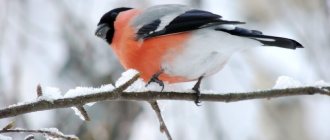 Bullfinch - winter bird