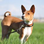 basenji dog photo