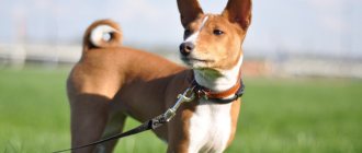 basenji dog photo