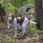 Dog running in the forest