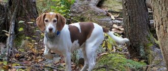 Dog running in the forest