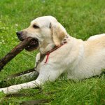 Dog chewing on a stick