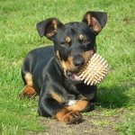 Dog chewing on a rubber ball