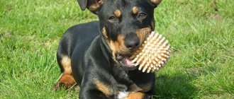 Dog chewing on a rubber ball