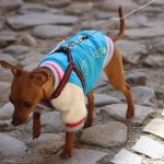 A dog walks on the street in clothes