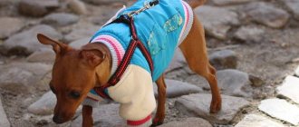 A dog walks on the street in clothes