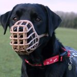 A dog walks in a muzzle