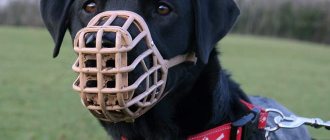 A dog walks in a muzzle