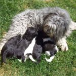 Dog feeding puppies