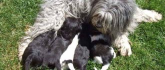 Dog feeding puppies