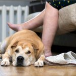 The dog lies on the owner&#39;s leg