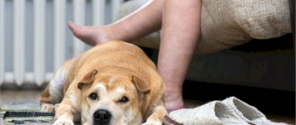 The dog lies on the owner&#39;s leg