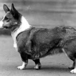 Charming dog: Welsh Corgi Cardigan