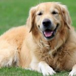 Dog resting lying on the grass