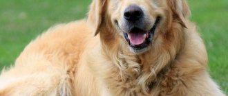 Dog resting lying on the grass