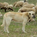 Kangal breed dog