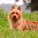 Australian terrier dog