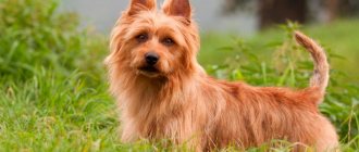 Australian terrier dog