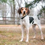 coonhound dog