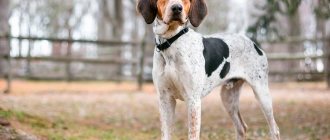 coonhound dog