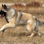 Tervuren dog breed