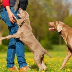 The dog jumps on the owner, passers-by and people he knows