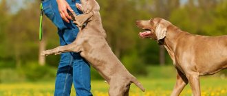 The dog jumps on the owner, passers-by and people he knows