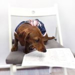 Dog with documents