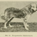 Dog with dreadlocks: Bergamasco Shepherd